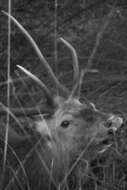 Image of <i>Cervus elaphus italicus</i>