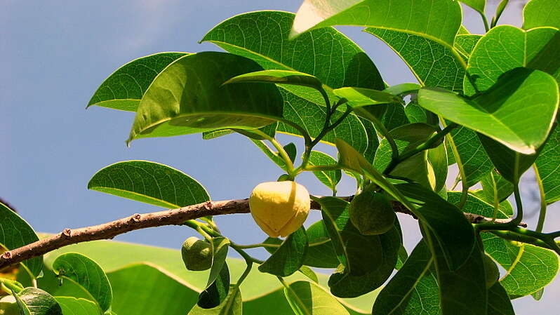 Слика од Annona glabra L.