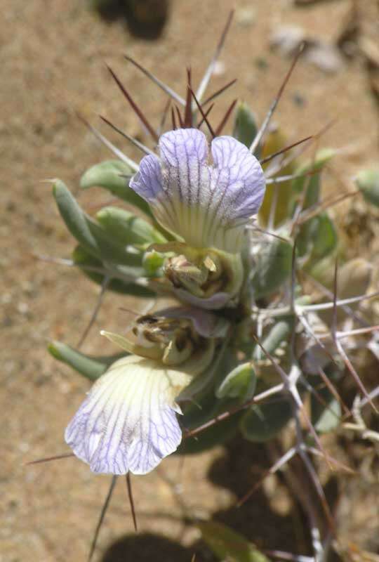 Blepharis mitrata C. B. Cl. resmi