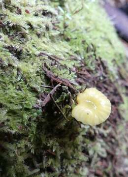 Hygrocybe chromolimonea (G. Stev.) T. W. May & A. E. Wood 1995的圖片