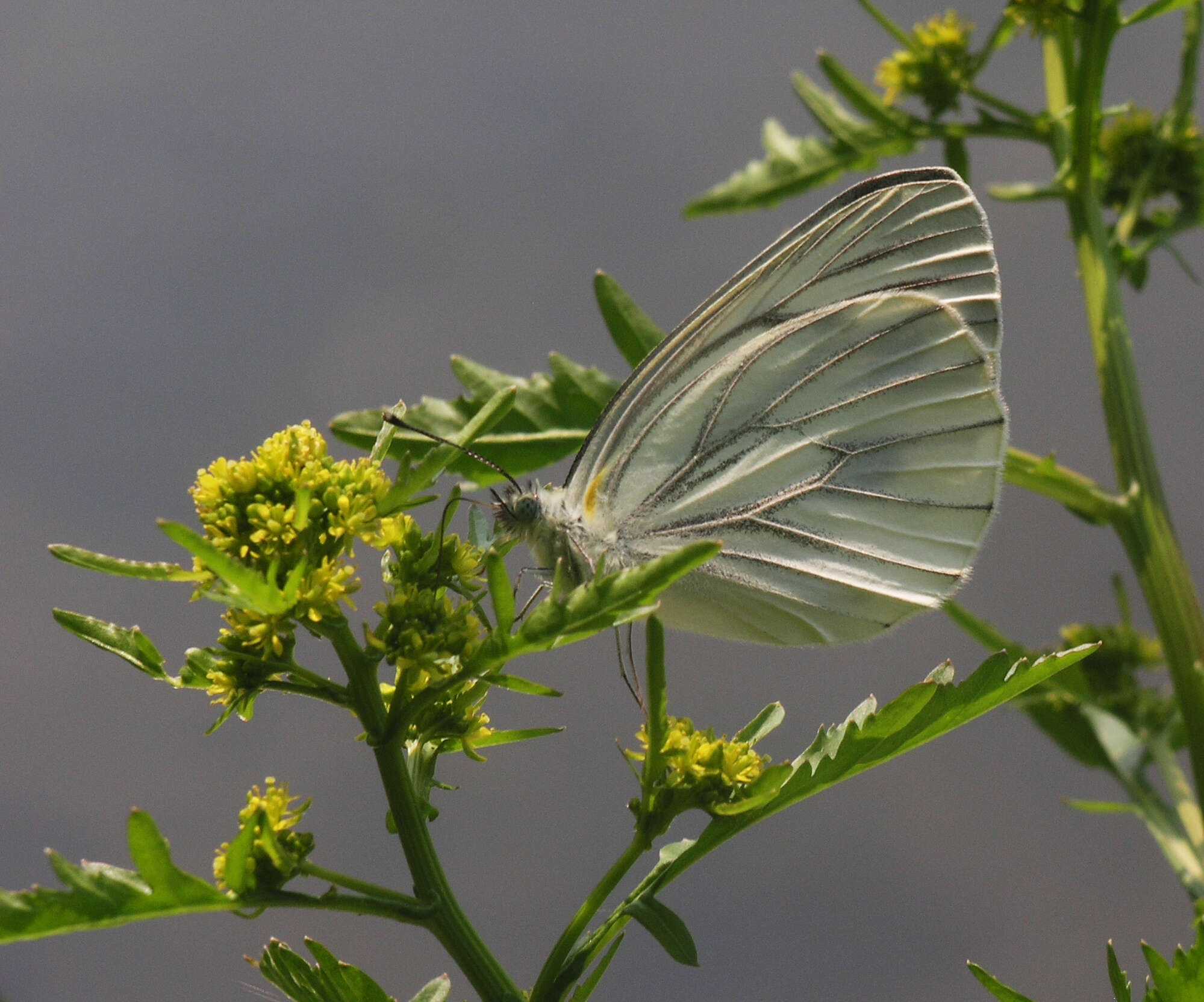 Image of Pieris dulcinea (Butler 1882)