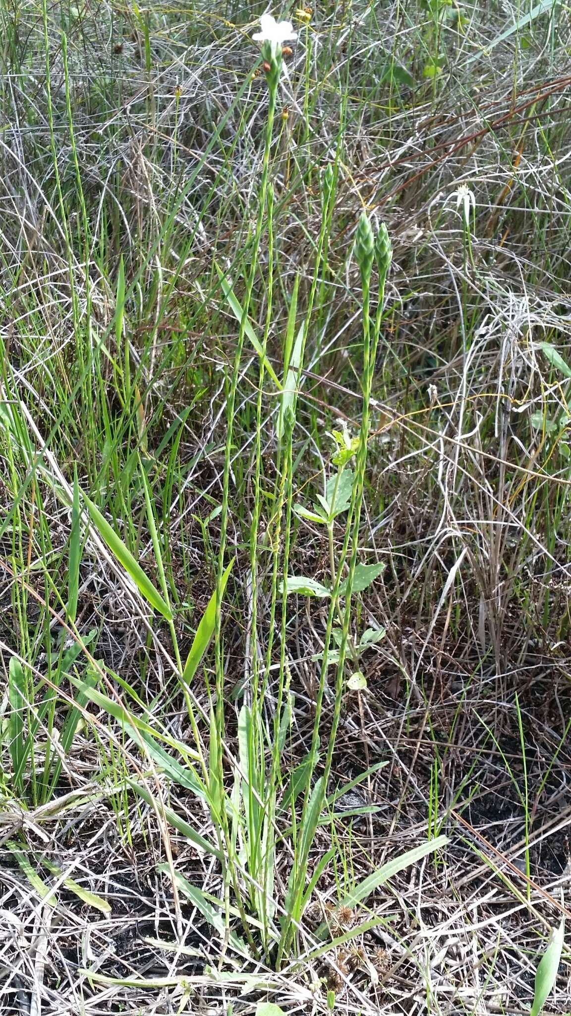 Elytraria caroliniensis (J. F. Gmel.) Pers. resmi