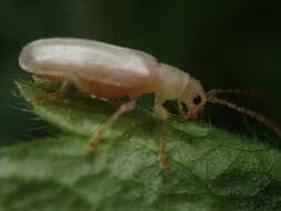 Image of Syneta albida J. L. Le Conte 1857