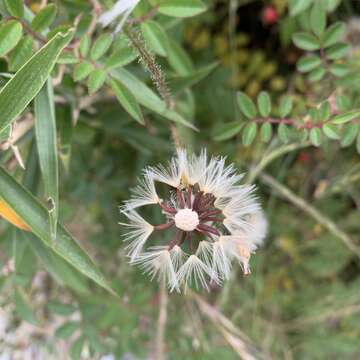 Image of Picris morrisonensis Hayata