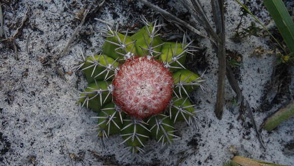 Image of Melocactus violaceus Pfeiff.