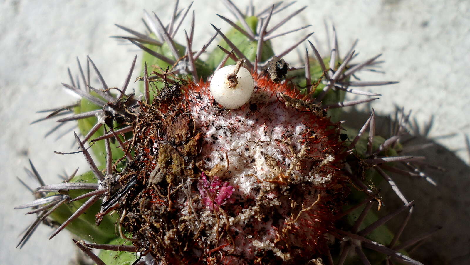 Image of Melocactus violaceus Pfeiff.