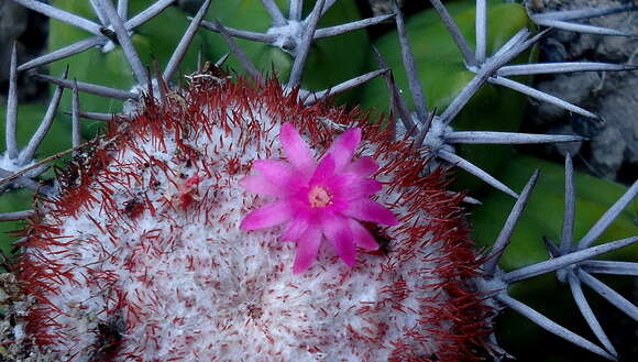 Image of Melocactus violaceus Pfeiff.