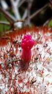 Image of Melocactus violaceus Pfeiff.