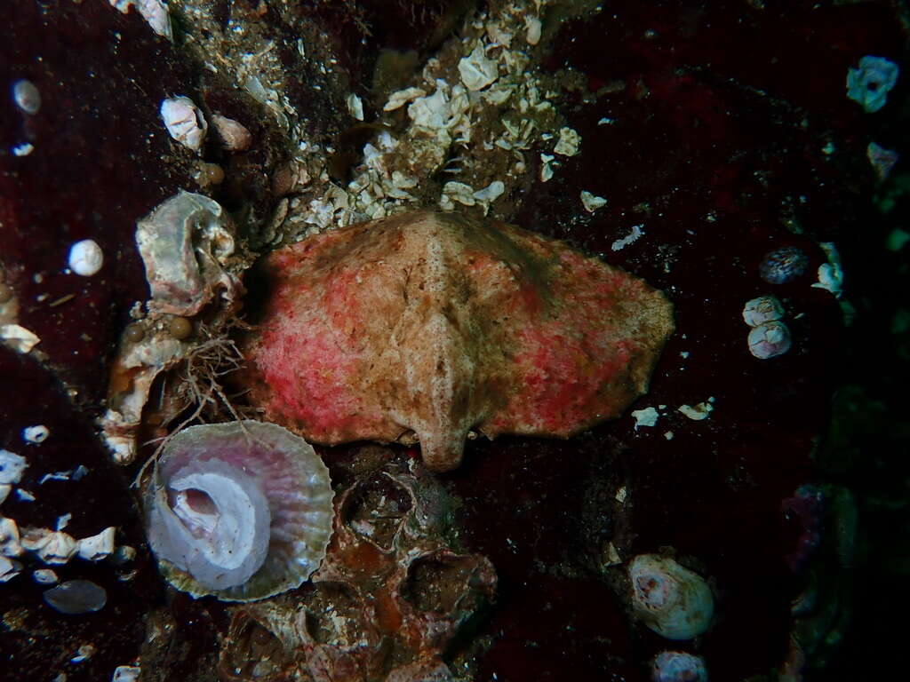 Image of Butterfly crab