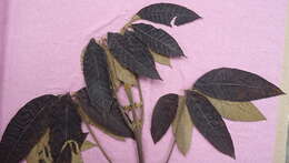 Imagem de Vitex cymosa Bertero ex Spreng.