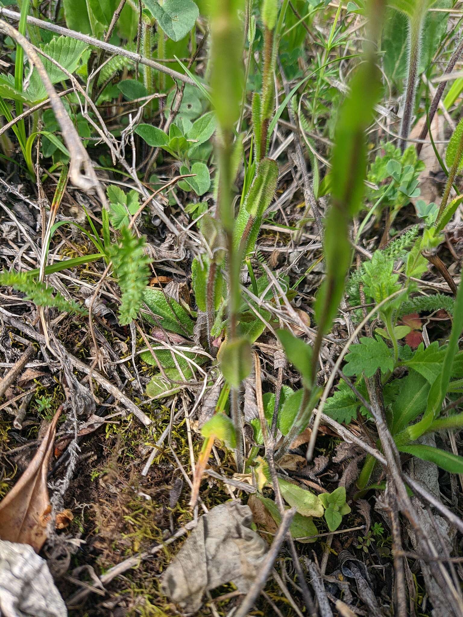 Image of Arabis sagittata (Bertol.) DC.