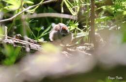 Image of Sooty-fronted Spinetail