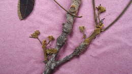 Imagem de Vitex cymosa Bertero ex Spreng.