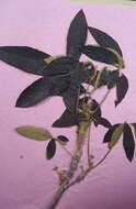 Imagem de Vitex cymosa Bertero ex Spreng.