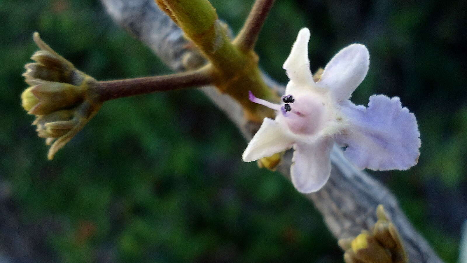 Imagem de Vitex cymosa Bertero ex Spreng.