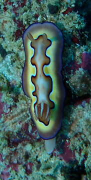 Image of Pastel skirt lifter slug