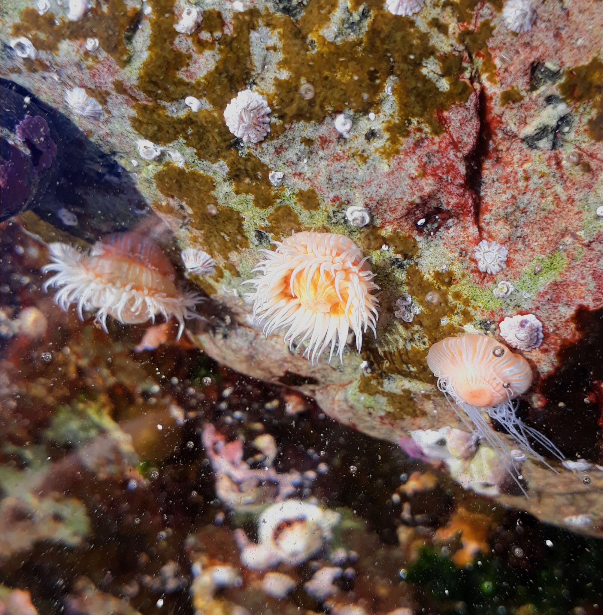 Image of Striped anemone