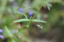 Sivun Collinsia grandiflora Dougl. ex Lindl. kuva