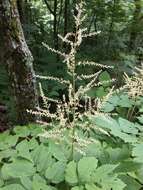 Image of Appalachian False Goat's-Beard