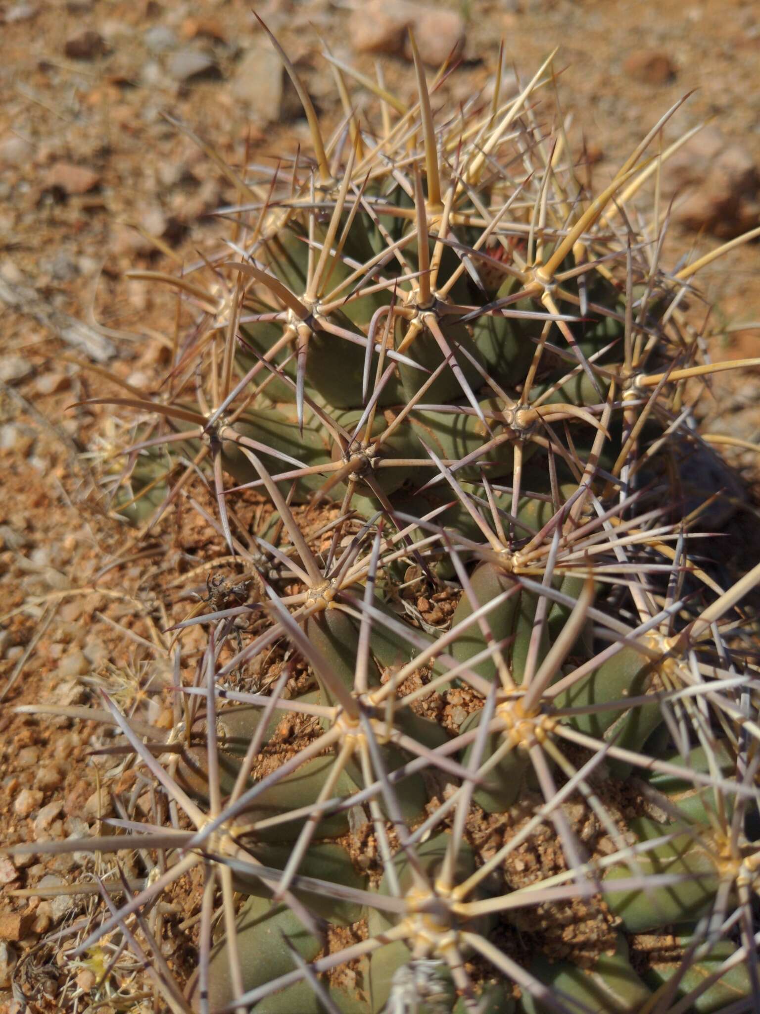 Image of Pima pineapple cactus