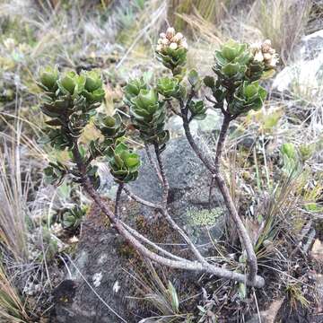 Image of Baccharis tricuneata (L. fil.) Pers.