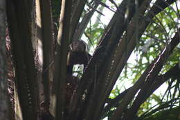 Image of Black-capped Capuchin