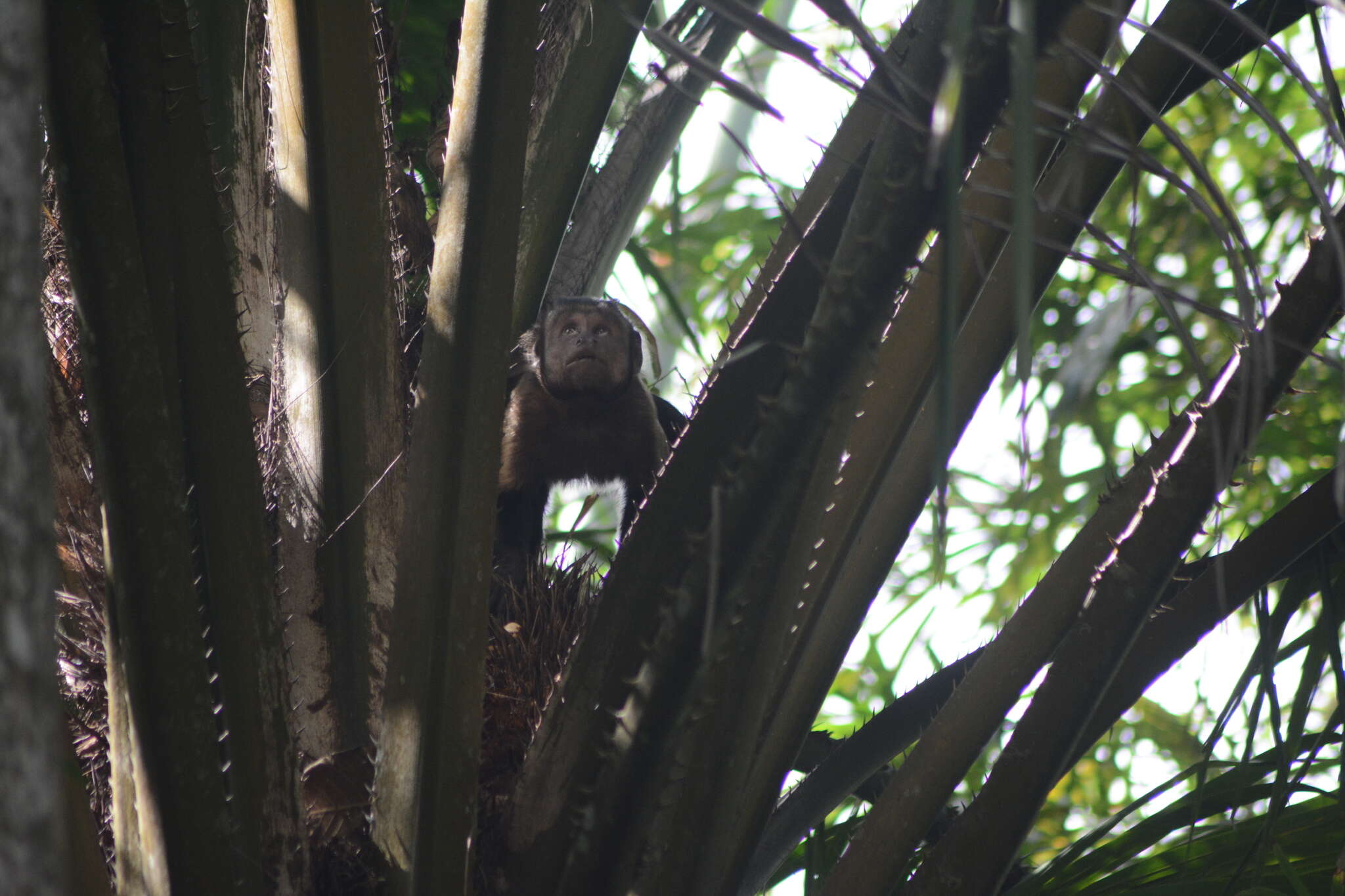 Image of Black-capped Capuchin