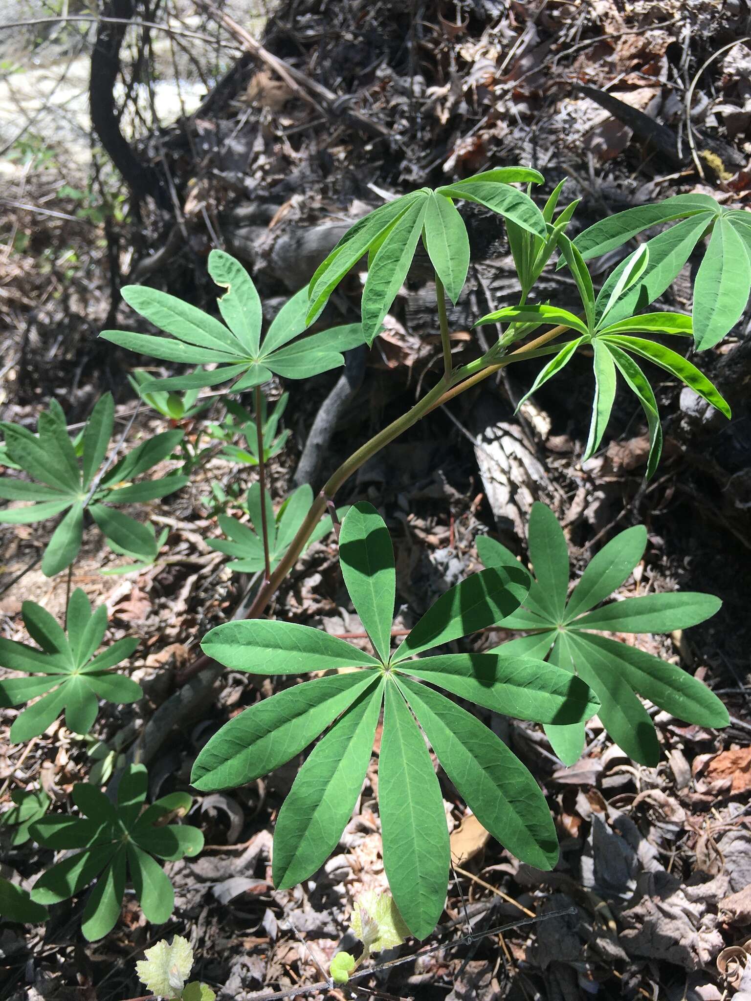 Image of Lupinus latifolius subsp. wigginsii (C. P. Sm.) P. Kenney & D. B. Dunn