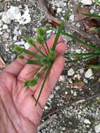 Слика од Cyperus croceus Vahl