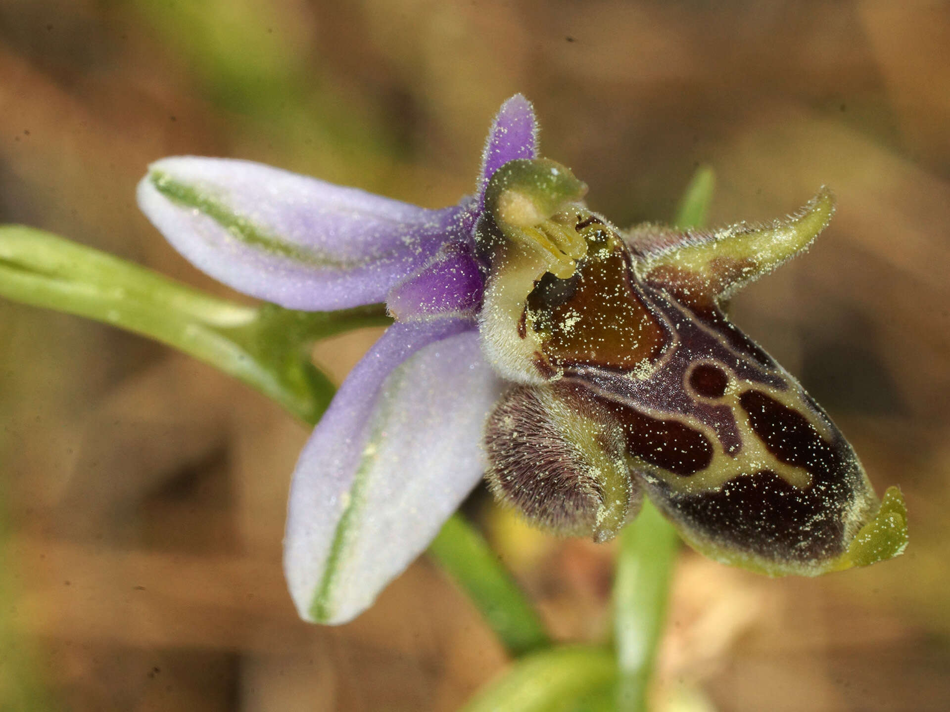 Image of Ophrys fuciflora subsp. heterochila