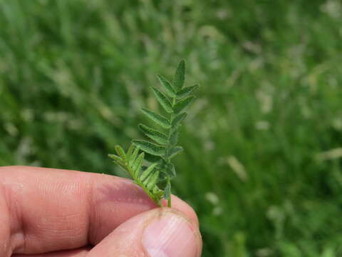 Image of Astragalus danicus Retz.