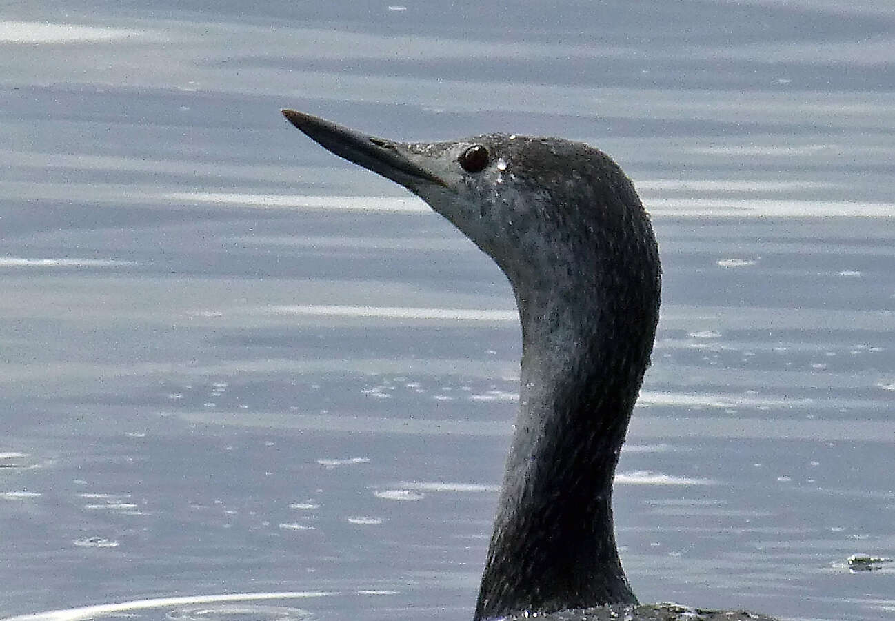 Image of Red-throated Diver