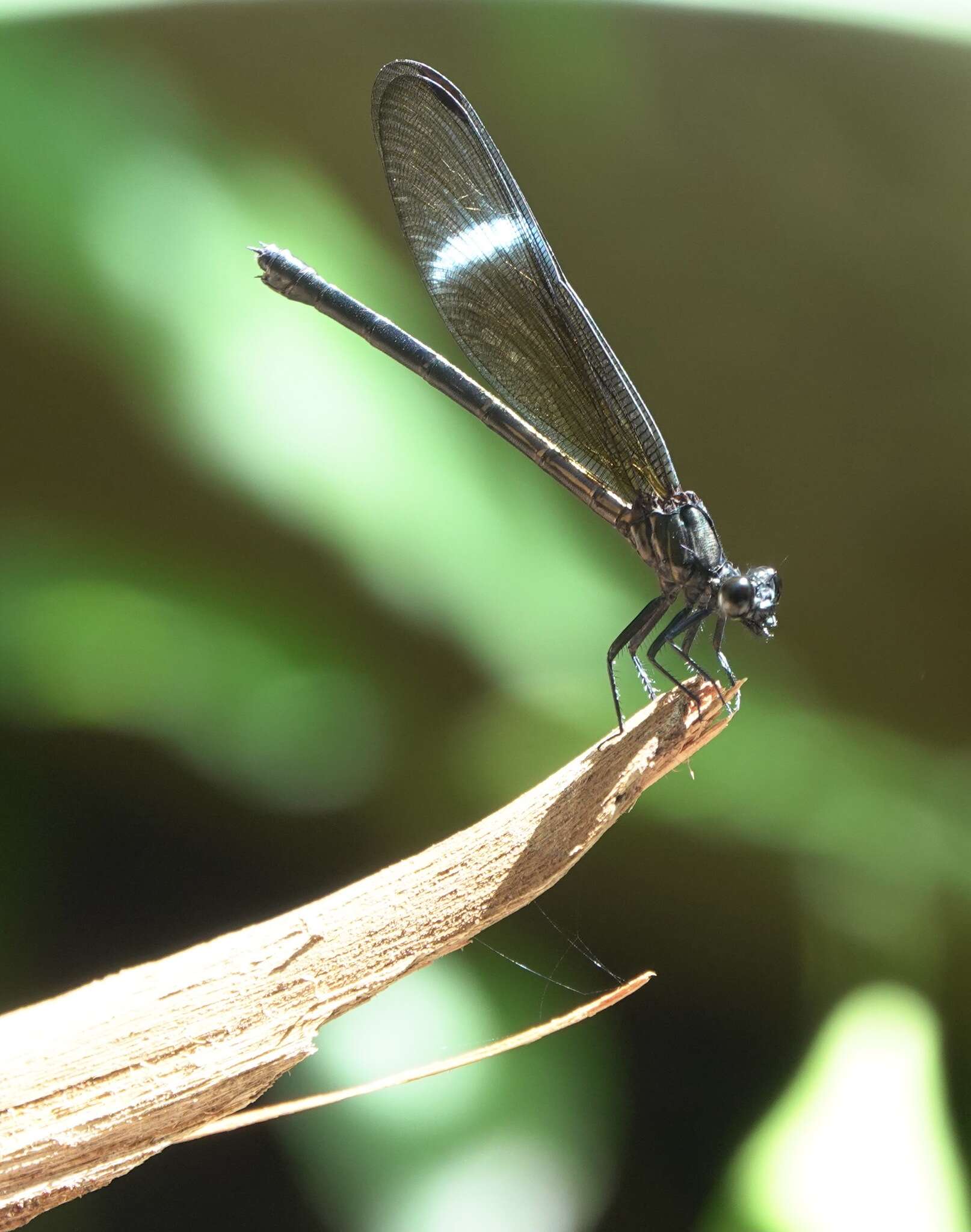 Image de Euphaea refulgens Hagen ex Selys 1853