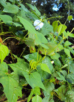 Image of winged bean