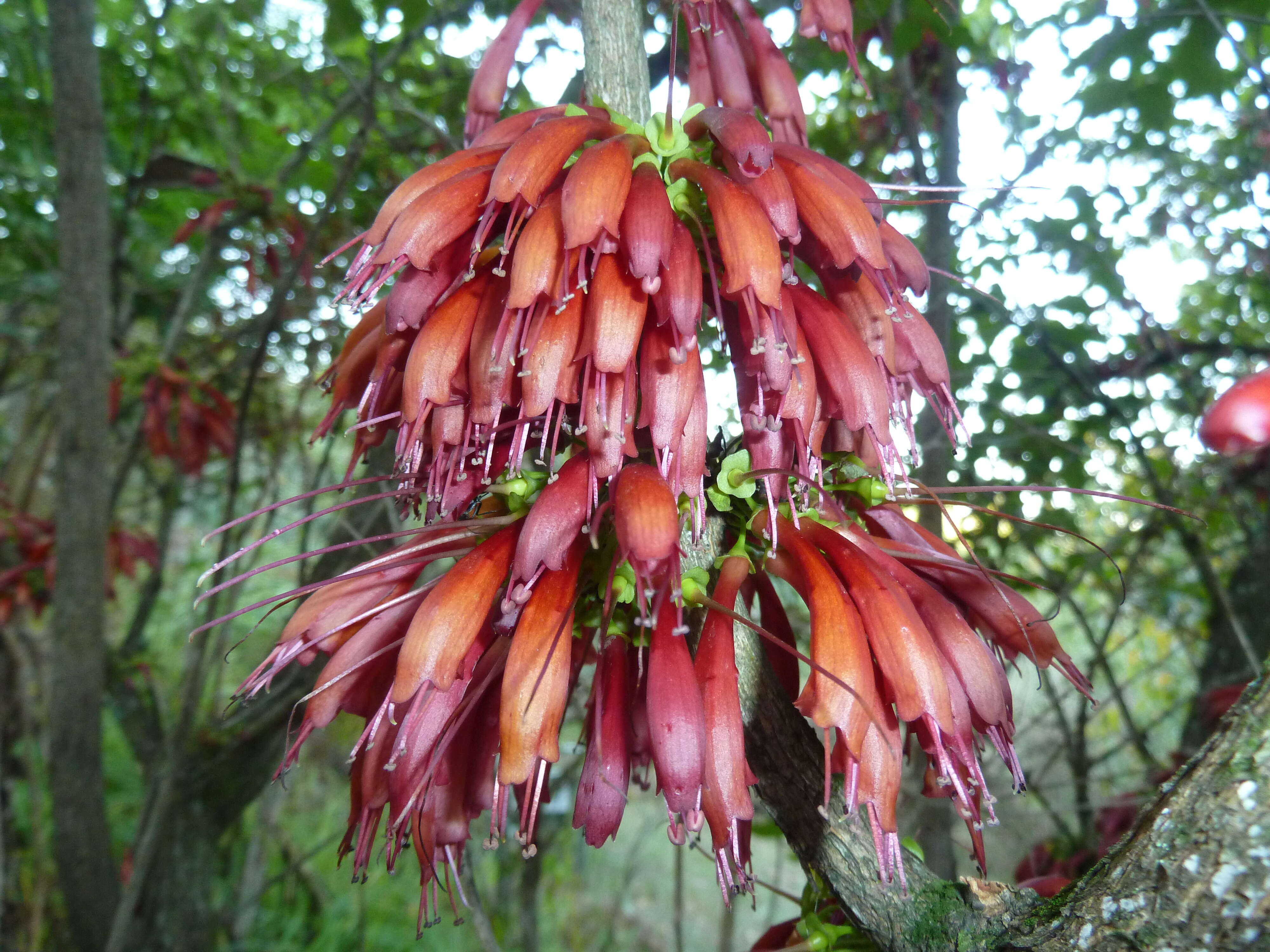 Imagem de Halleria lucida L.