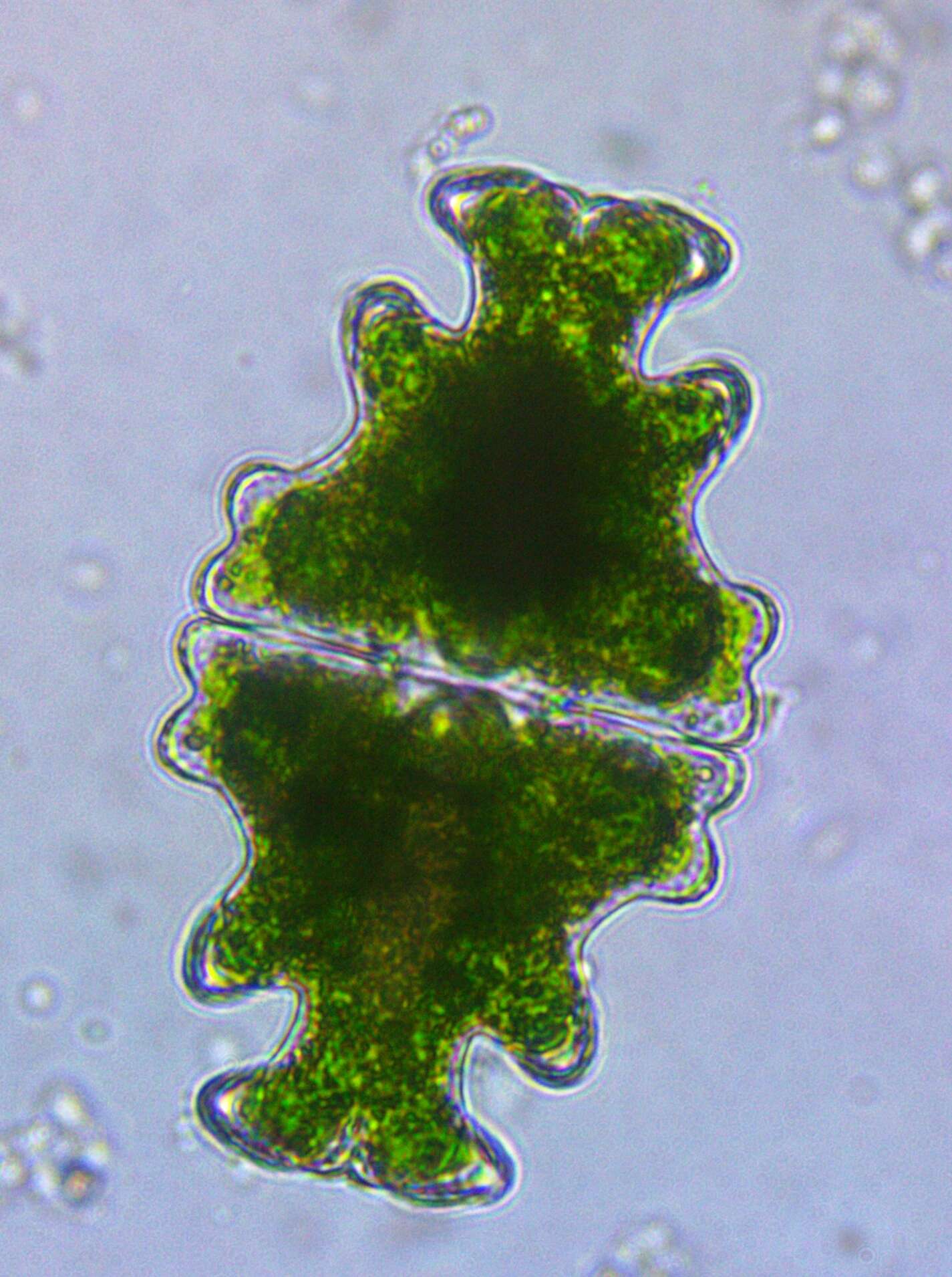 Image of Euastrum humerosum