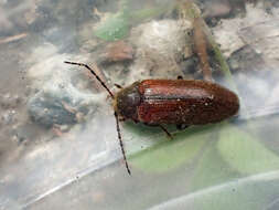 Image of Macropogon testaceipennis Motschulsky 1859