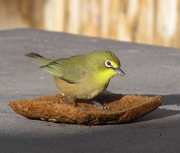 Image of Cape White-eye