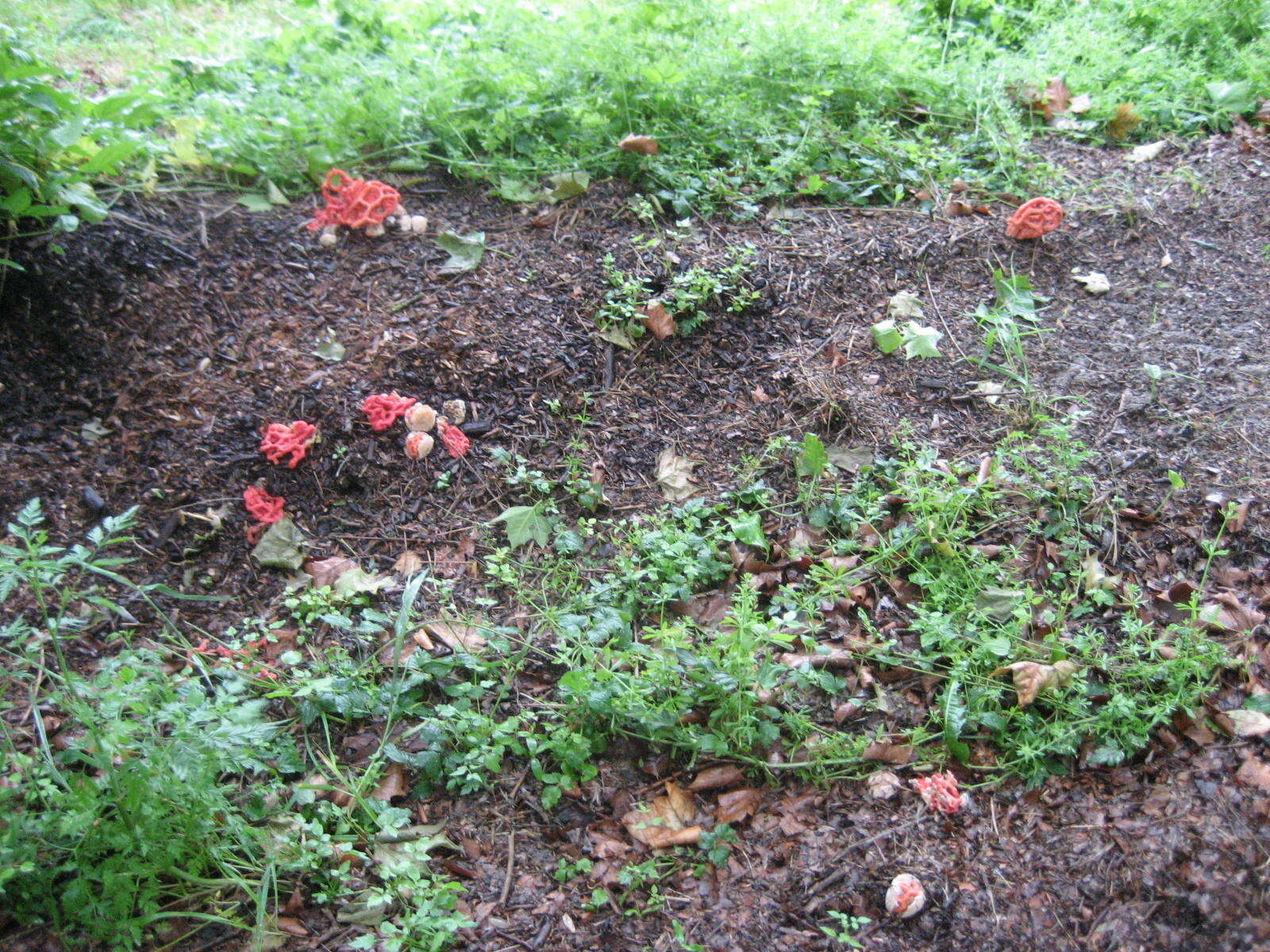 Image of Clathrus ruber P. Micheli ex Pers. 1801