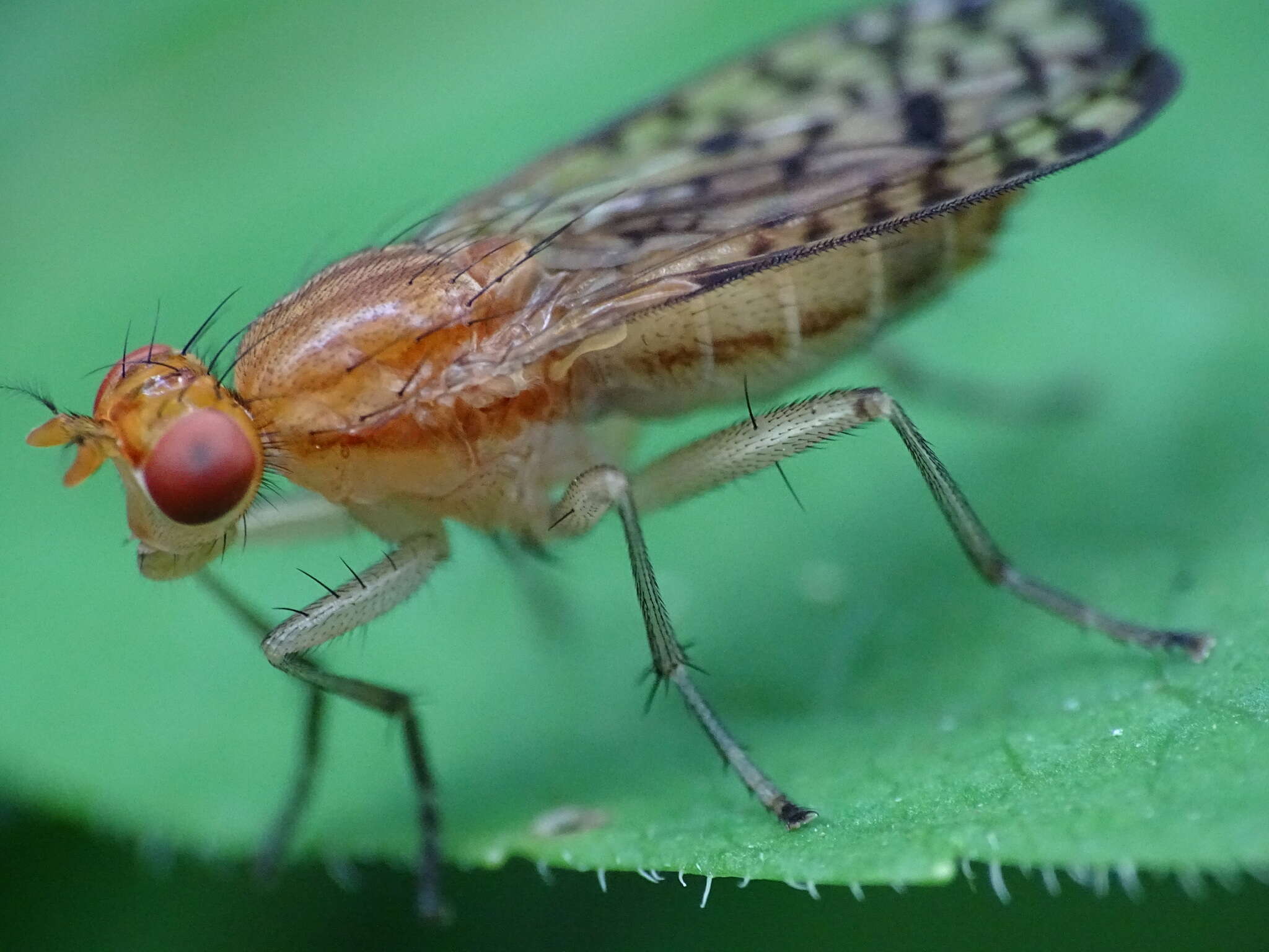 Image of Tetanocera valida Loew 1862