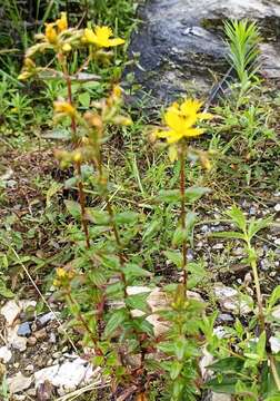 Image of Hypericum elodeoides Choisy