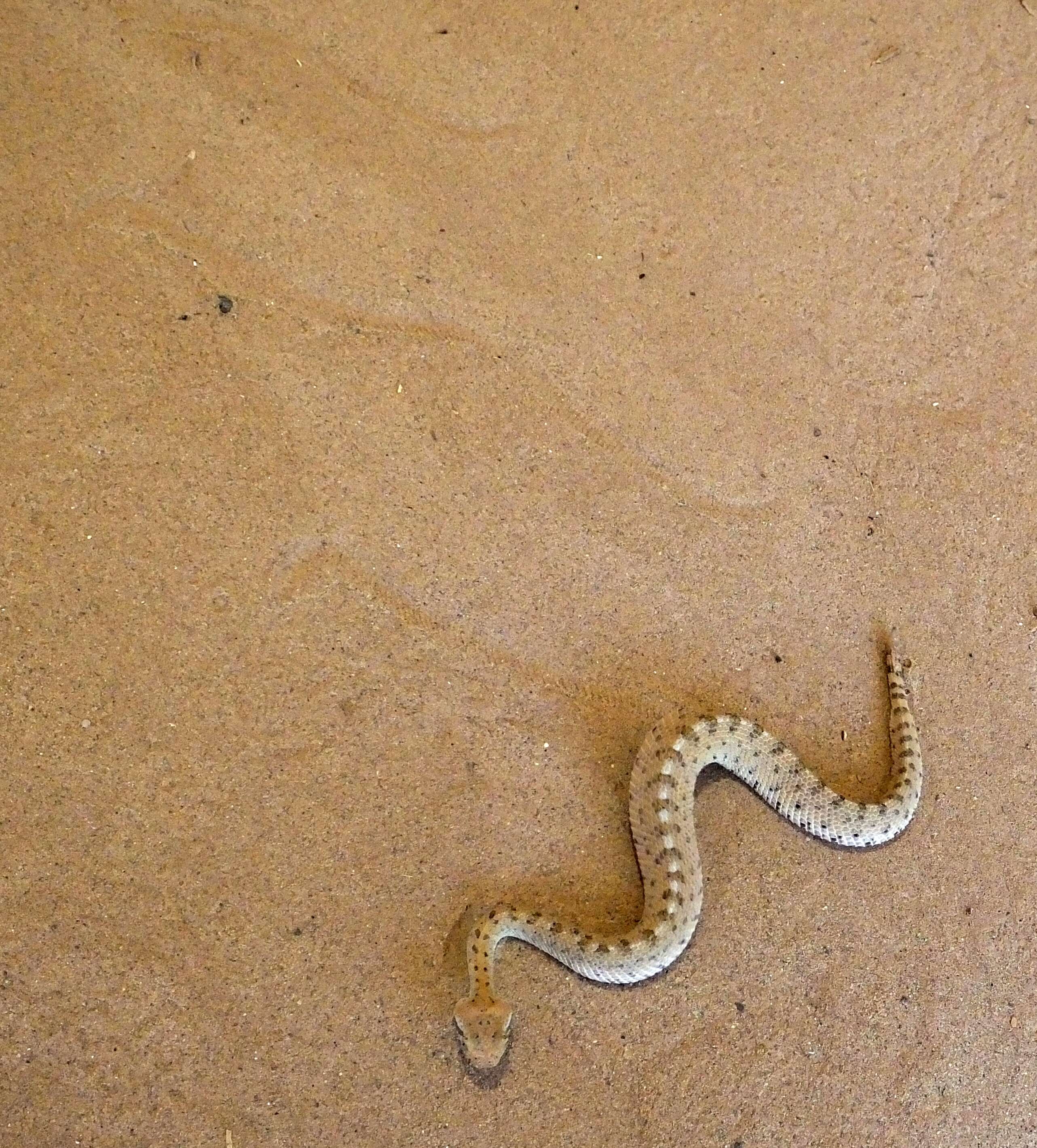 Image of Crotalus cerastes laterorepens Klauber 1944