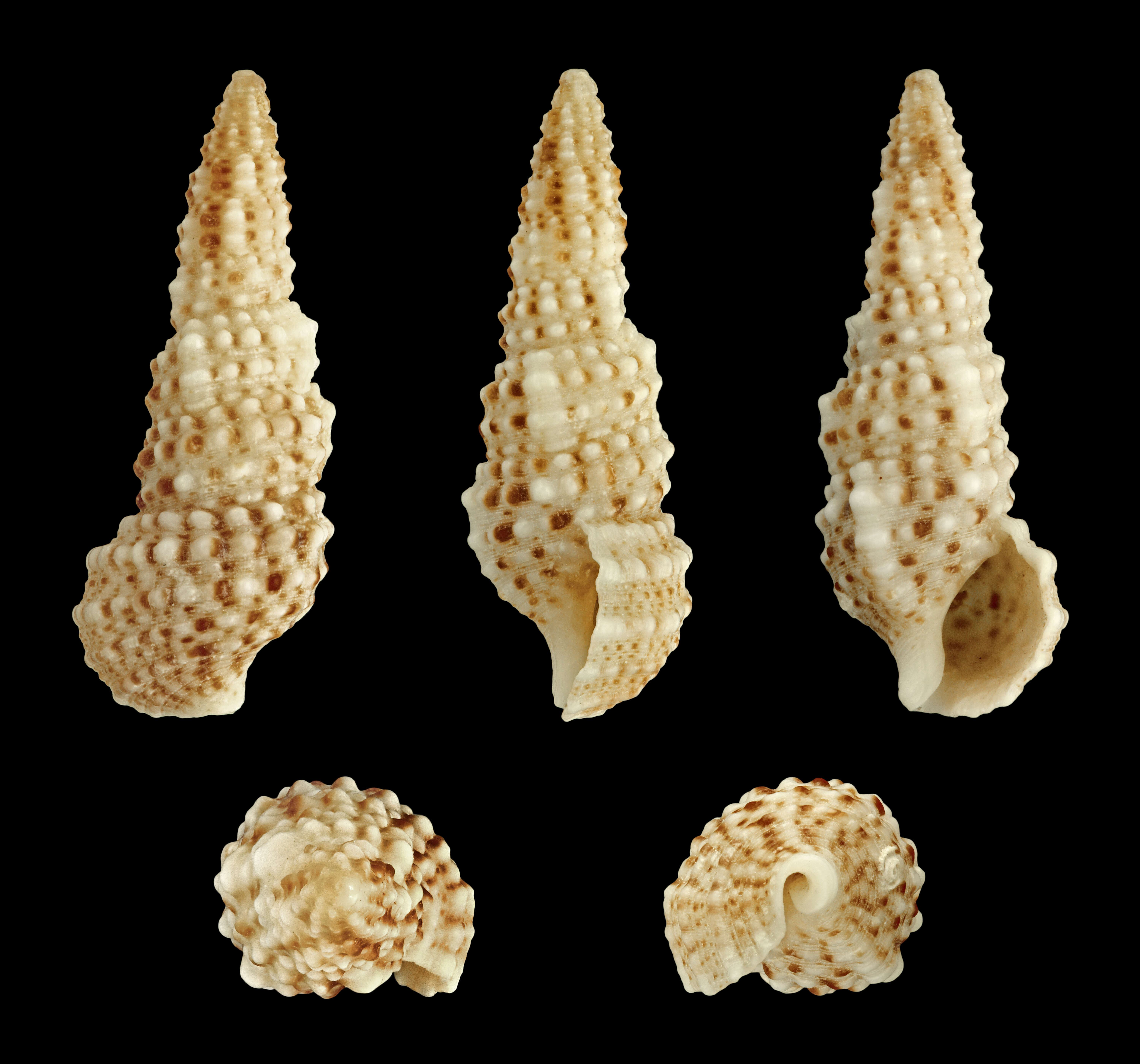 Image of Cerithium scabridum Philippi 1848