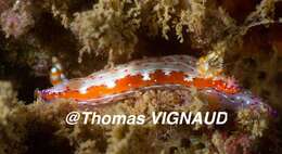 Plancia ëd Hypselodoris maculosa (Pease 1871)