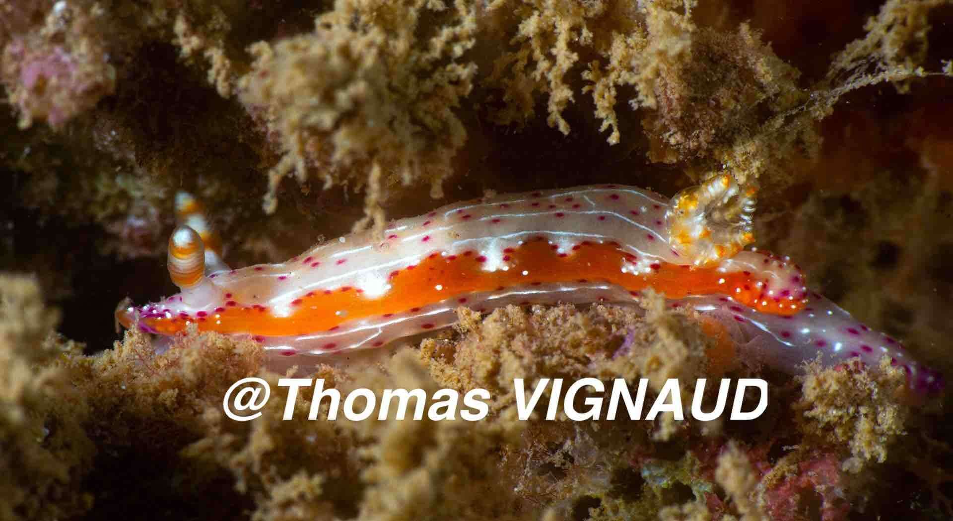 Image de Hypselodoris maculosa (Pease 1871)