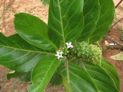 Image of Indian mulberry