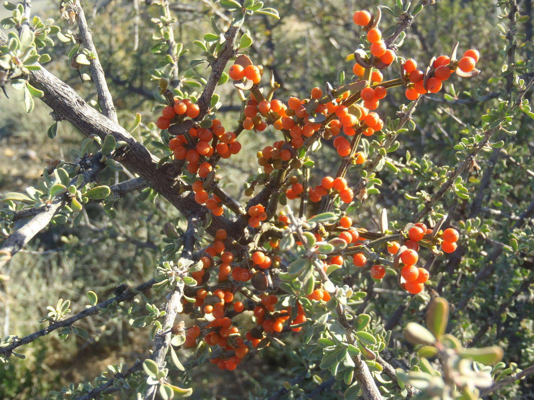 Image de Viscum rotundifolium L. fil.