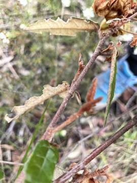 Imagem de Lasiopetalum ferrugineum Sm.