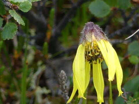 Image of nodding arnica