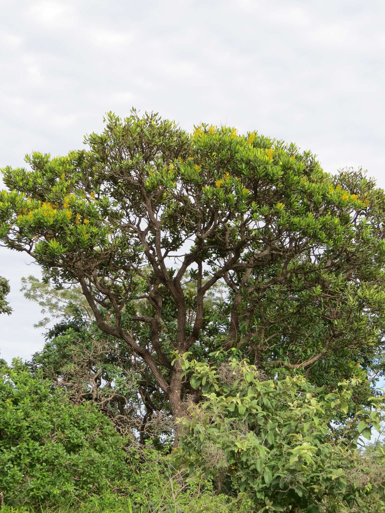 Image of Vochysia thyrsoidea Pohl